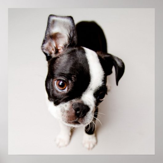 Edison Boston Terrier puppy. Poster (Voorkant)