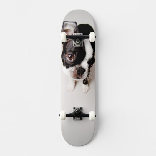 Edison Boston Terrier puppy. Skateboard (Voorkant)