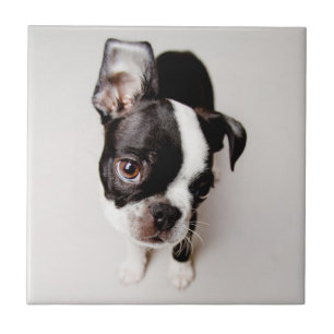 Edison Boston Terrier puppy. Tegeltje