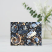 Edisto Beach Shells Briefkaart (Staand voorkant)