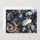 Edisto Beach Shells Briefkaart (Voorkant / Achterkant)