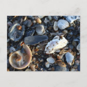 Edisto Beach Shells Briefkaart (Voorkant)