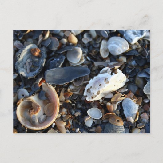 Edisto Beach Shells Briefkaart (Voorkant)