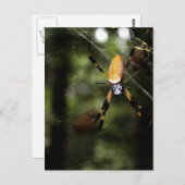 Edisto Golden Silk Spider 3519 Briefkaart (Voorkant / Achterkant)