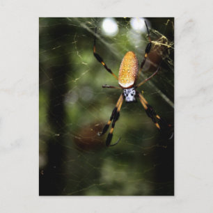 Edisto Golden Silk Spider 3519 Briefkaart