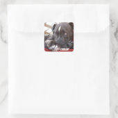 Editable Baby Pitbull-Puppies Vierkante Sticker (Tas)