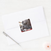 Editable Baby Pitbull-Puppies Vierkante Sticker (Envelop)