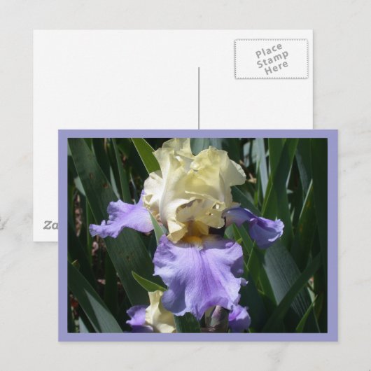 Edith Wolford Briefkaart (Voorkant / Achterkant)