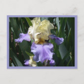 Edith Wolford Briefkaart (Voorkant)