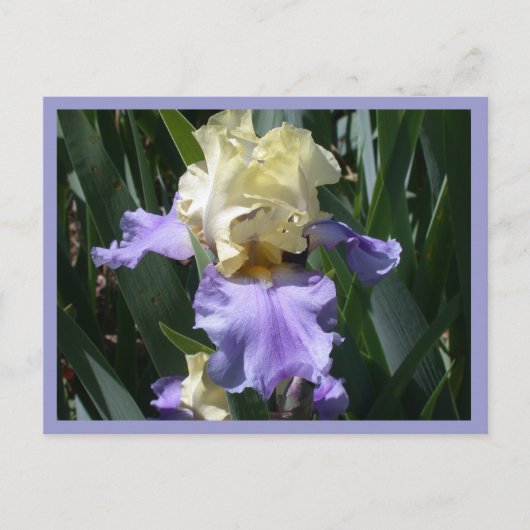 Edith Wolford Briefkaart (Voorkant)