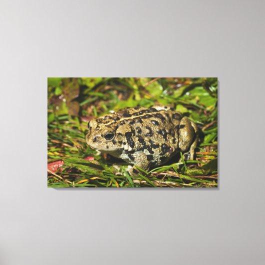 edmonton , alberta , canada 2 canvas afdruk (Voorkant)