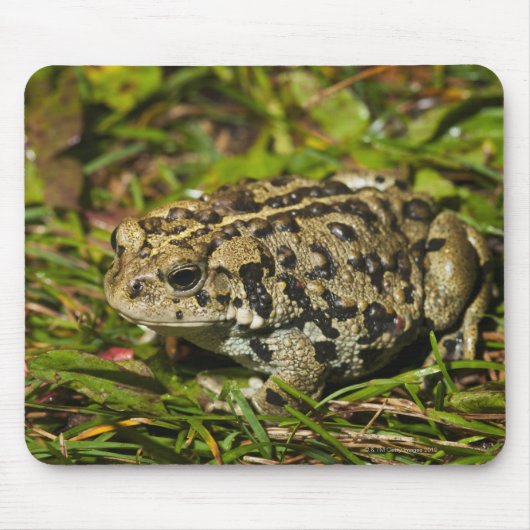 edmonton , alberta , canada 2 muismat (Voorkant)