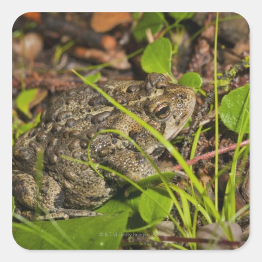 edmonton , alberta , canada vierkante sticker (Voorkant)