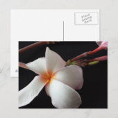 educatieve brainfart Plumeria Briefkaart (Voorkant / Achterkant)