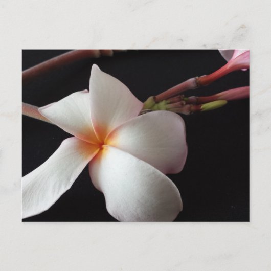educatieve brainfart Plumeria Briefkaart (Voorkant)