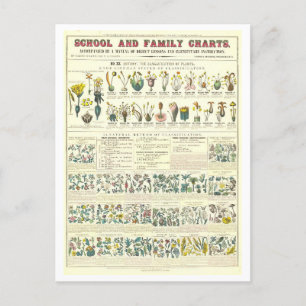 Educatieve kaart voor Plant Classificatie