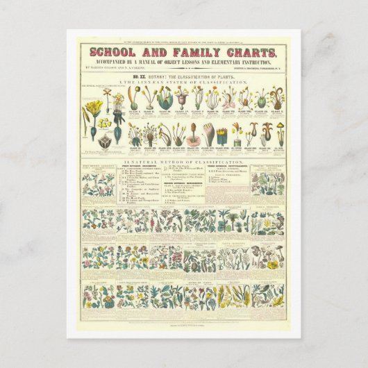 Educatieve kaart voor Plant Classificatie (Voorkant)