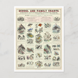 Educatieve kaart voor soorten vogels