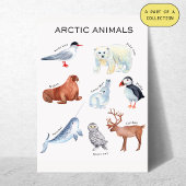 Educatieve Poster over Arctische Dieren