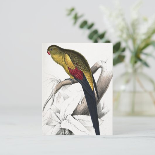Edward Lear Bird Blacktailed Parakeet Briefkaart (Staand voorkant)