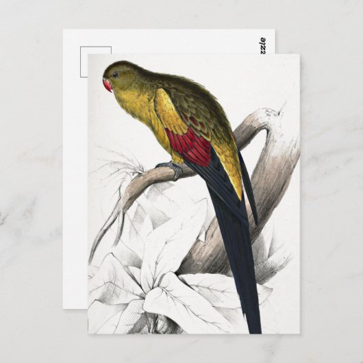 Edward Lear Bird Blacktailed Parakeet Briefkaart (Voorkant / Achterkant)