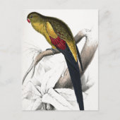 Edward Lear Bird Blacktailed Parakeet Briefkaart (Voorkant)