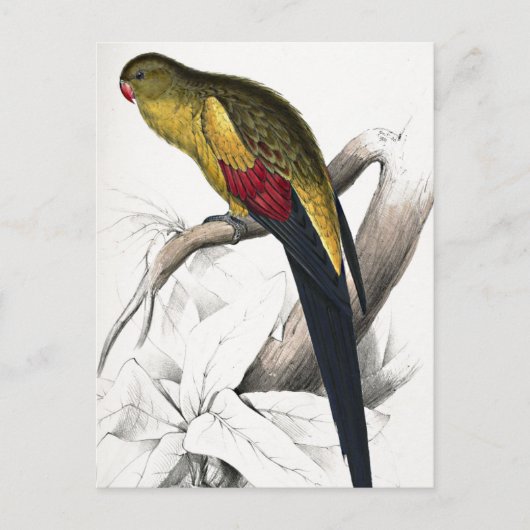 Edward Lear Bird Blacktailed Parakeet Briefkaart (Voorkant)