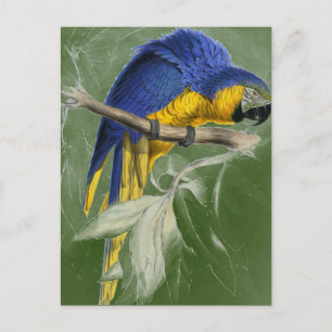 Edward Lear Bird Collectie Blue and Yellow Macaw Briefkaart