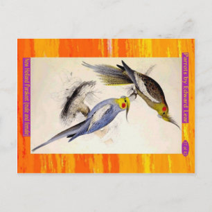 Edward Lear. New Holland Paraket. Mannelijk en vro Briefkaart
