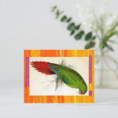 Edward Lear. Parkiet Macaw, met lange kieuwen. Briefkaart (Staand voorkant)