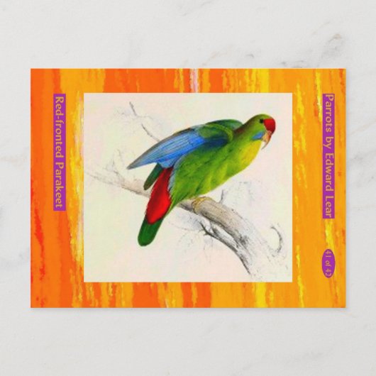 Edward Lear. Rode Parkiet. Briefkaart (Voorkant)