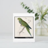 Edward Lear's Dwarf Paraket-Macaw Briefkaart (Staand voorkant)