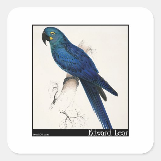 Edward Lear's Hyacint Macaw Vierkante Sticker (Voorkant)