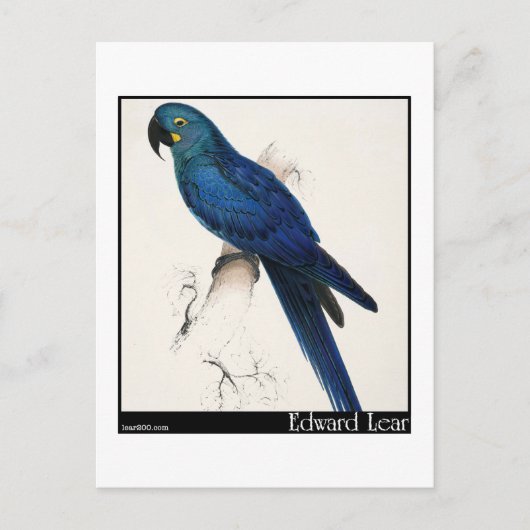 Edward Lear's Hyacinth Macaw Briefkaart (Voorkant)