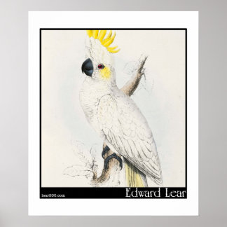 Edward Lear's Lesser Sulfur-Crested Cockato Poster