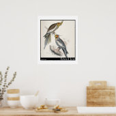 Edward Lear's New Holland Paraket Poster (Keuken)