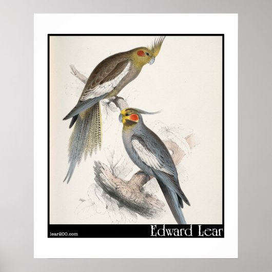 Edward Lear's New Holland Paraket Poster (Voorkant)