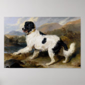 Edwin Henry Landseer | Lion - A Newfoundland Dog Poster (Voorkant)