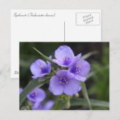 Eefjesbloem Ansichtkaart Briefkaart (Voorkant / Achterkant)