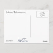 Eefjesbloem Ansichtkaart Briefkaart (Achterkant)