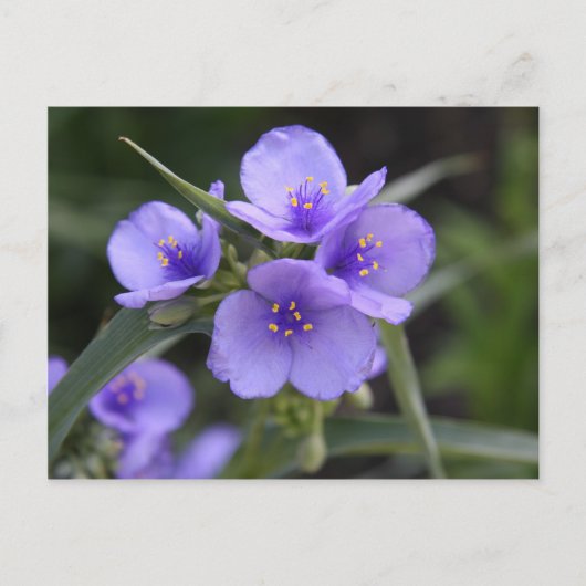 Eefjesbloem Ansichtkaart Briefkaart (Voorkant)