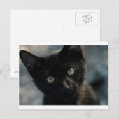 EEK Black Cat Scary Briefkaart (Voorkant / Achterkant)