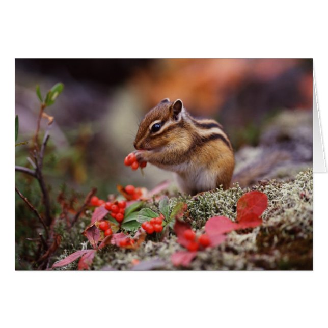 eekhoorn (Voorkant Horizontaal)