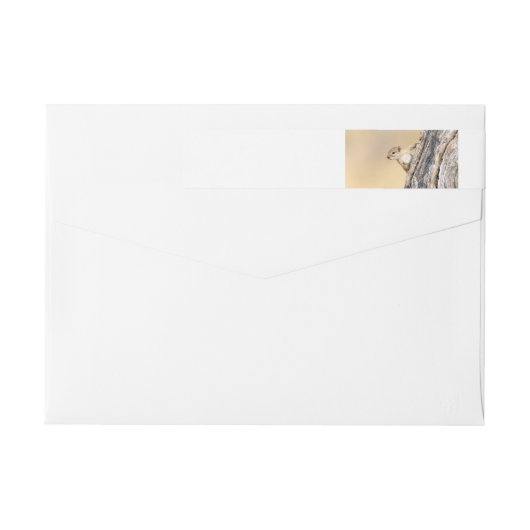 Eekhoorn (Achterkant)