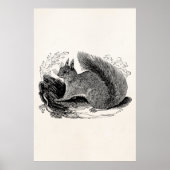  Eekhoorn 1800 Eekhoorns Poster (Voorkant)