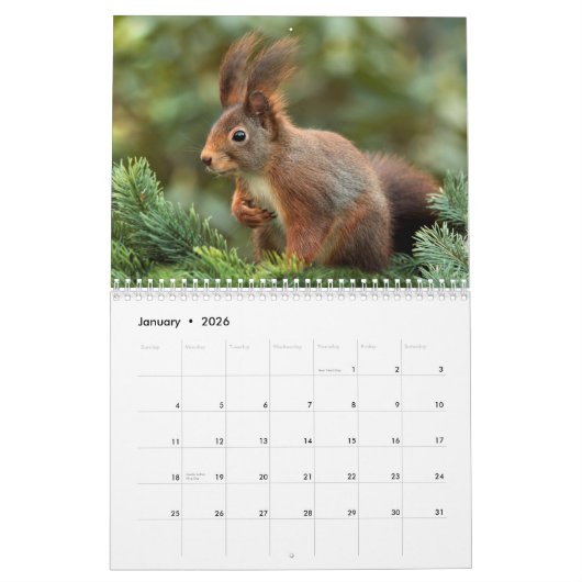 Eekhoorn 2024 kalender (Jan 2026)