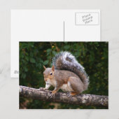 Eekhoorn aan de rand briefkaart (Voorkant / Achterkant)