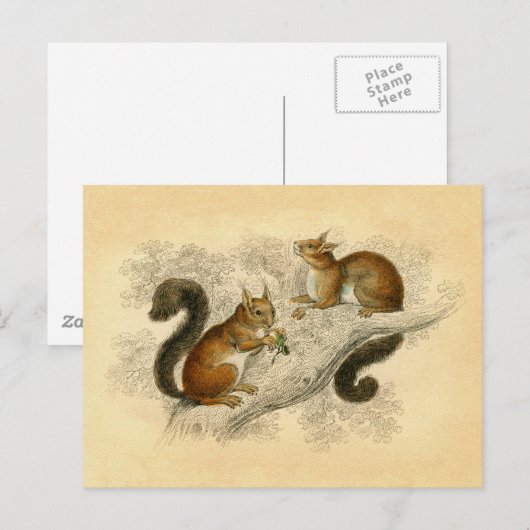 eekhoorn afdrukken briefkaart (Voorkant / Achterkant)