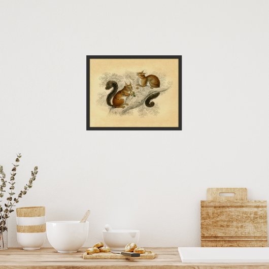  eekhoorn afdrukken poster (Keuken)