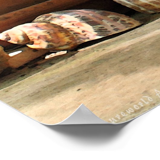 Eekhoorn Behandelt Poster -36x24 -Andere maten ook (Hoek)